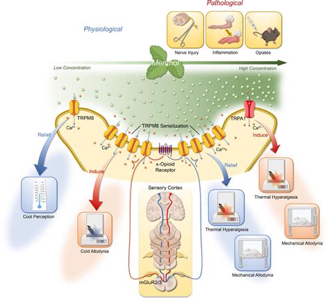 peripheral menthol receptor